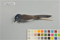 藏品(黑枕藍鶲)的圖片